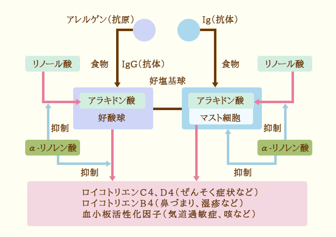 アレルギー過敏症のメカニズム