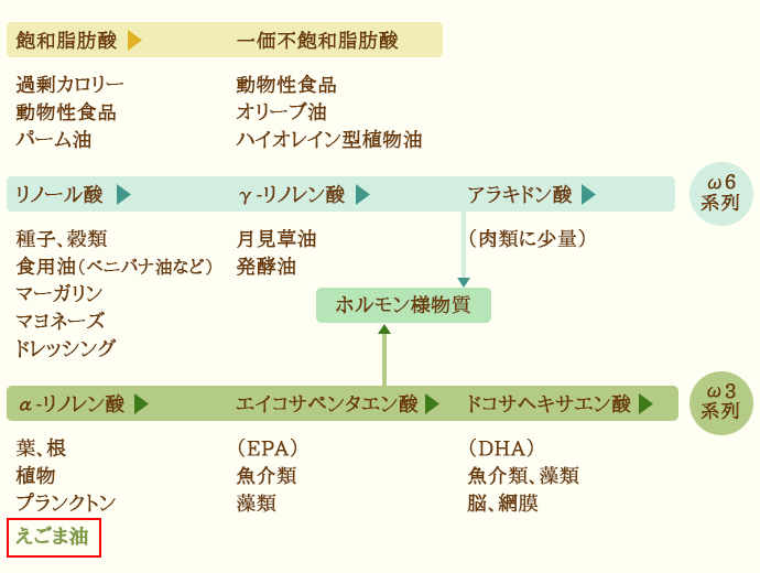 動物体内での脂肪酸代謝の3系列